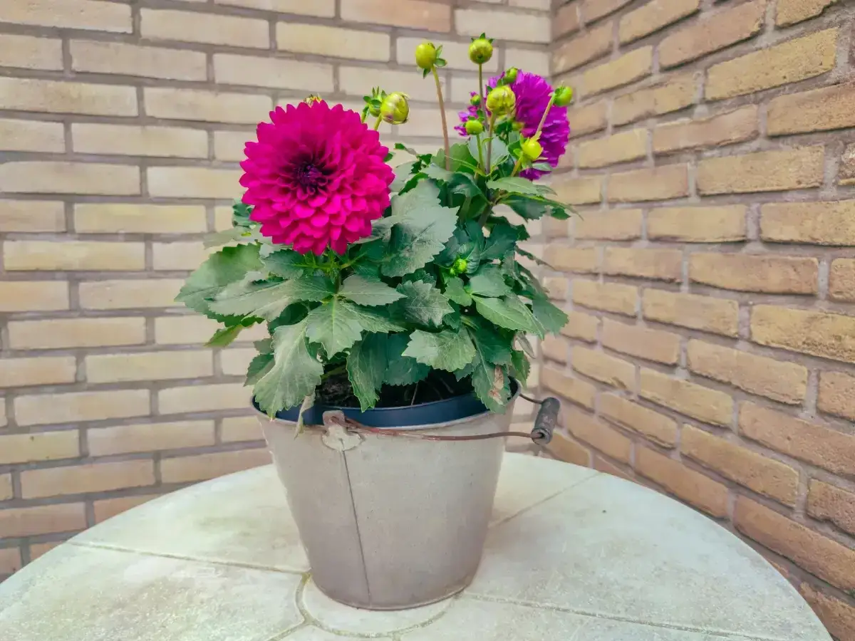 Zwei prächtige, pinke Dahlien im Topf blühen auf einem Tisch vor einer Ziegelwand.