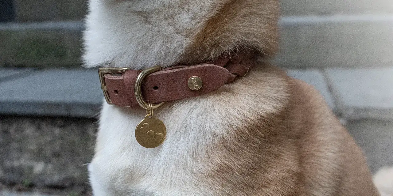 En hund med ett brunt läderhalsband och en guldig berlock med ben. Kanske ett bra hundnamn som passar denna stiliga hund?