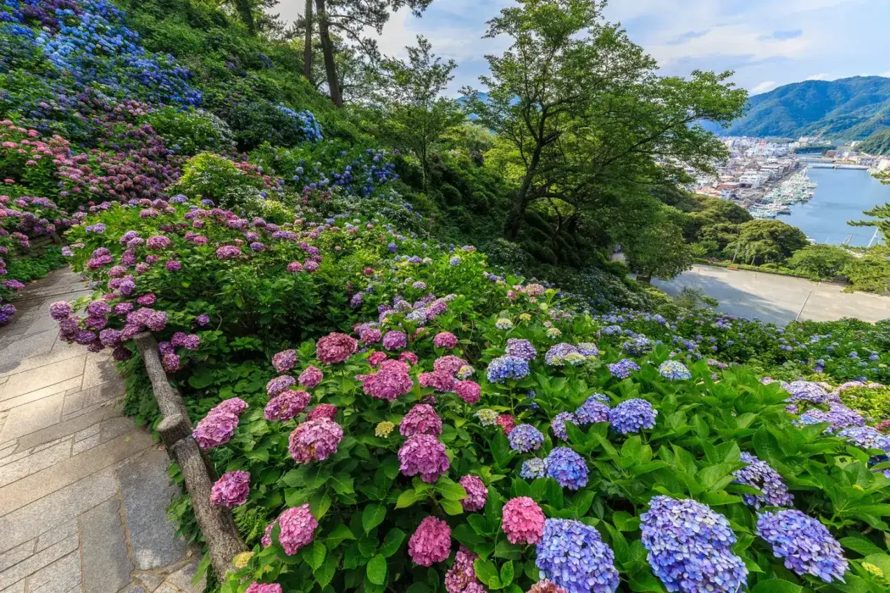 Ein Pfad schlängelt sich durch üppige Hortensien in Rosa und Blau. Die Regenzeit in Japan zeigt sich in voller Blüte, mit Blick auf einen Hafen.