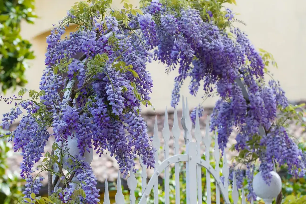 Cascades de fleurs de glycine violettes tombant sur une cl&ocirc;ture blanche orn&eacute;e. Un arbre de glycine en pleine floraison.
