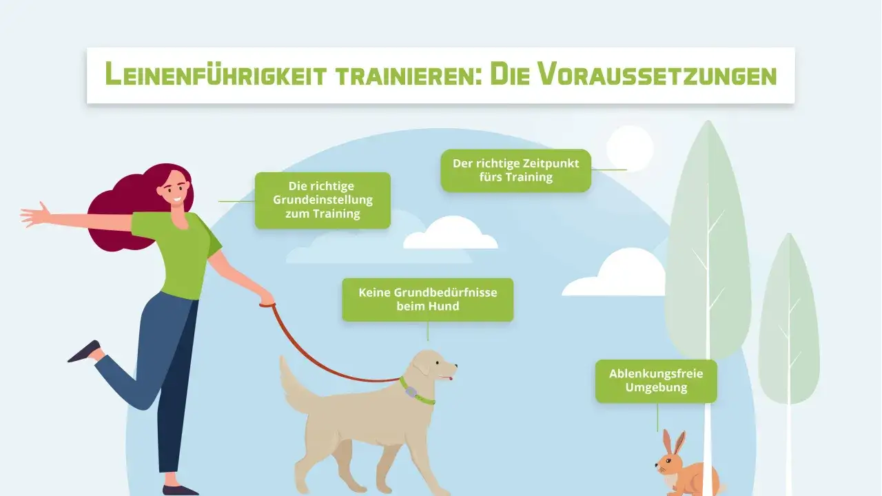Leinenf&uuml;hrigkeit trainieren: Die richtige Einstellung, der richtige Zeitpunkt und eine ablenkungsfreie Umgebung sind wichtig, wie zeige ich meinem Hund das ich der Chef bin.