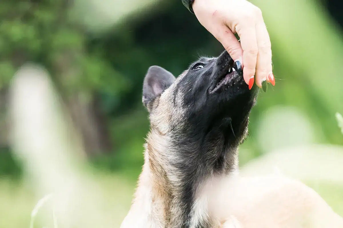 Szczeniak malinois z zapałem bierze smakołyk z dłoni. Skupienie i radość w jego oczach świadczą o udanej tresurze psa.