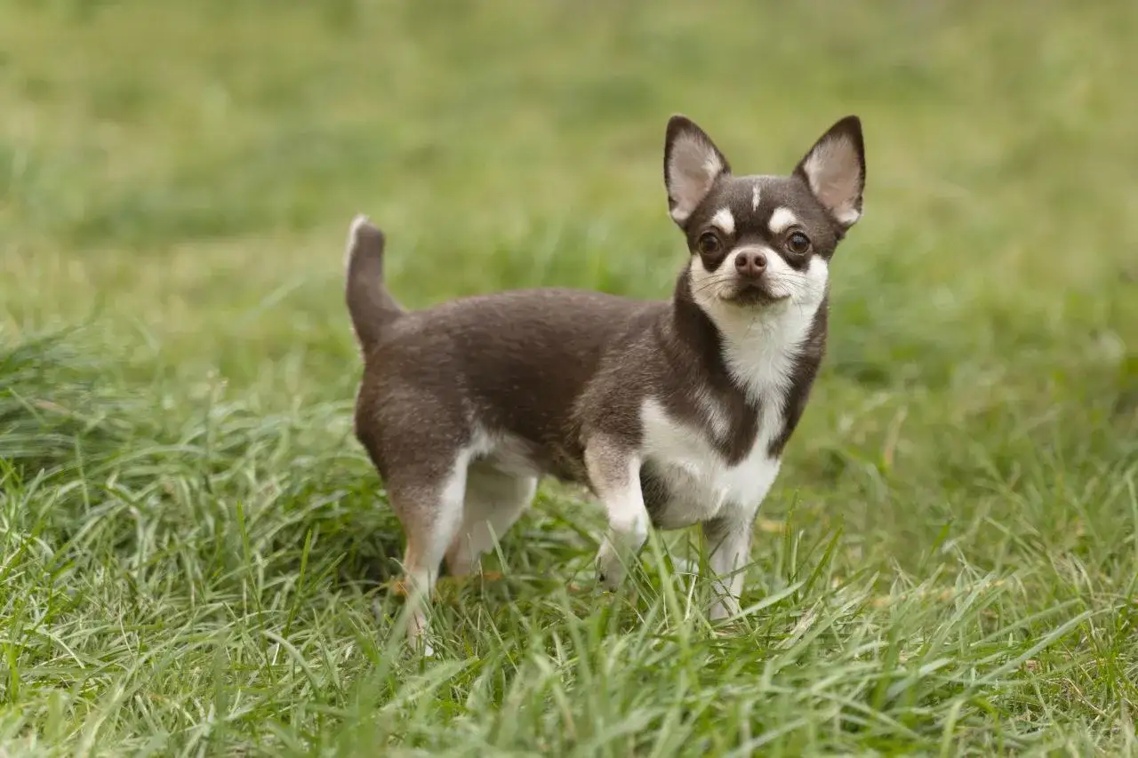 Mały piesek rasy chihuahua, który ciułała w trawie, ma brązowo-białe umaszczenie i duże uszy.