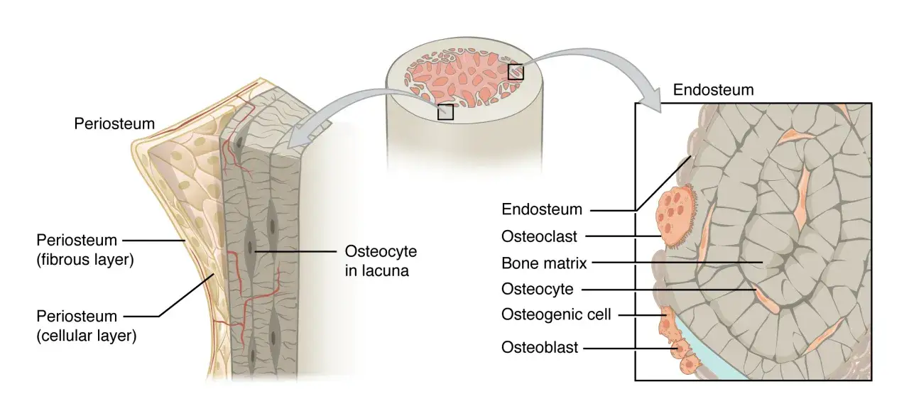 Szczegółowy przekrój kości ukazujący budowę kości: okostną, osteocyty w lakunach, macierz kostną, osteoblasty i osteoklasty.