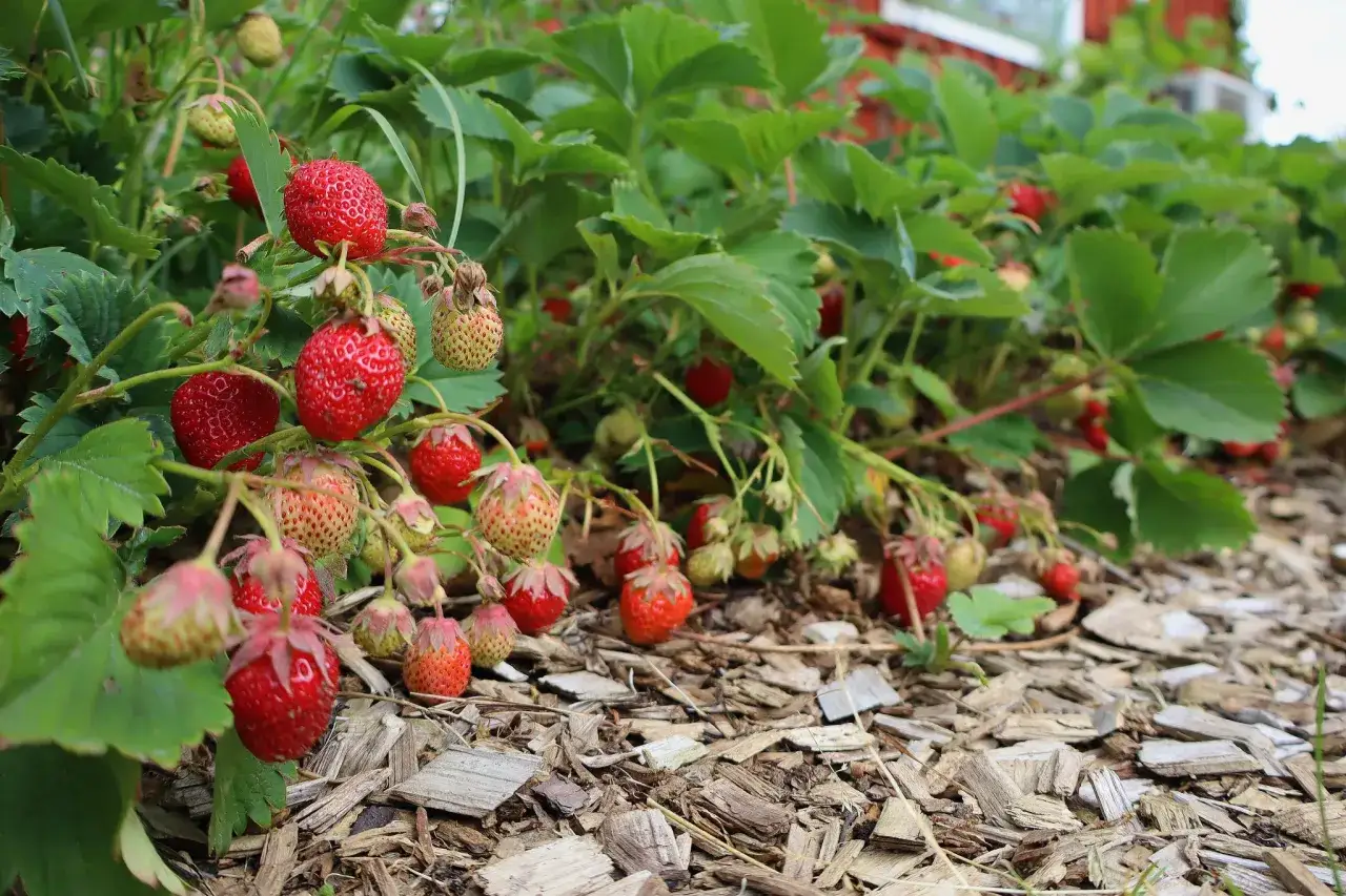 R&ouml;da och gr&ouml;na jordgubbar h&auml;nger fr&aring;n plantan, redo att plockas. Marken &auml;r t&auml;ckt av tr&auml;flis.