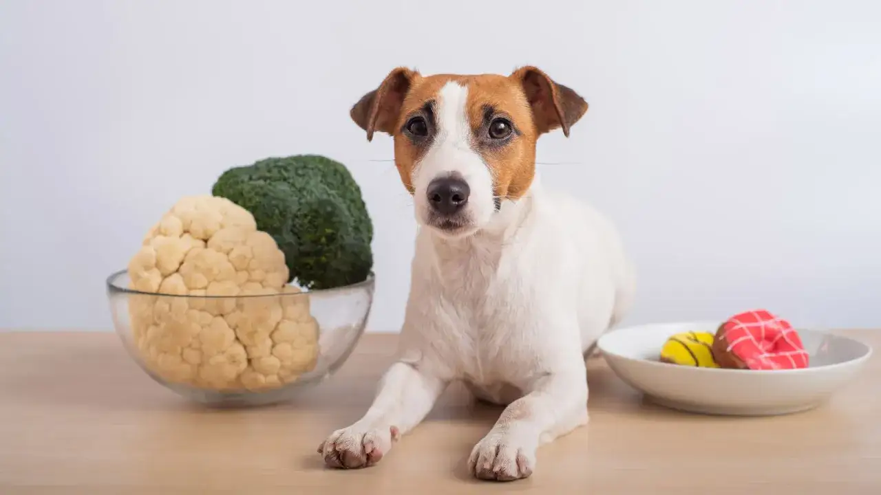 Ein Jack Russell Terrier liegt neben Blumenkohl und Brokkoli. Darf ein Hund gekochten Blumenkohl essen? Daneben liegen bunte Donuts.