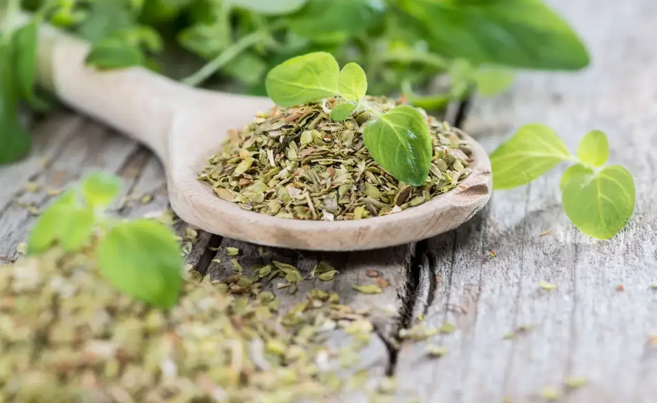 Holz-Löffel mit getrocknetem Oregano, bereit zum Würzen. Frische grüne Blätter daneben.
