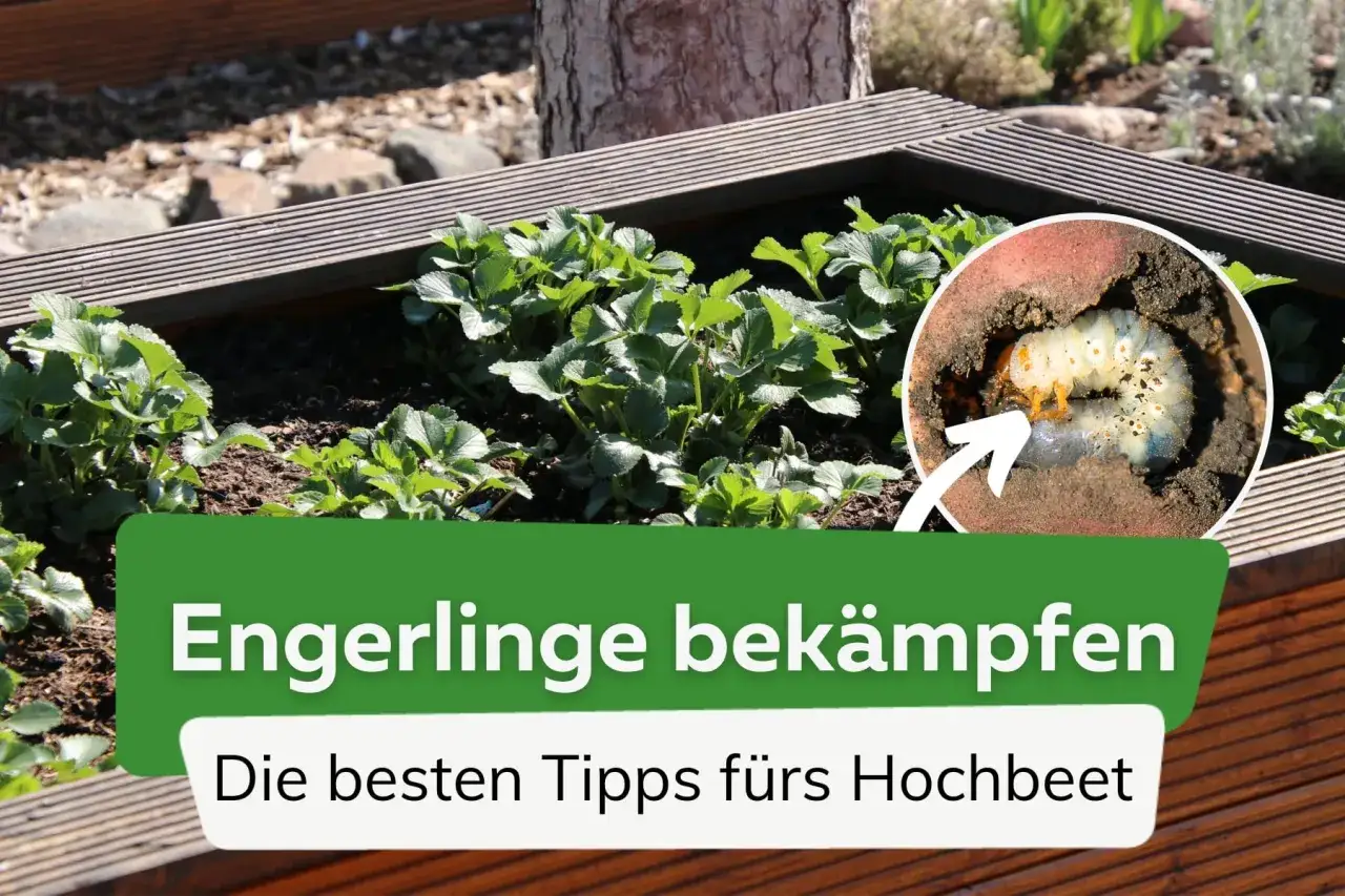Engerlinge in der Erde, die Erdbeeren im Hochbeet bedrohen. Tipps zur Bekämpfung.