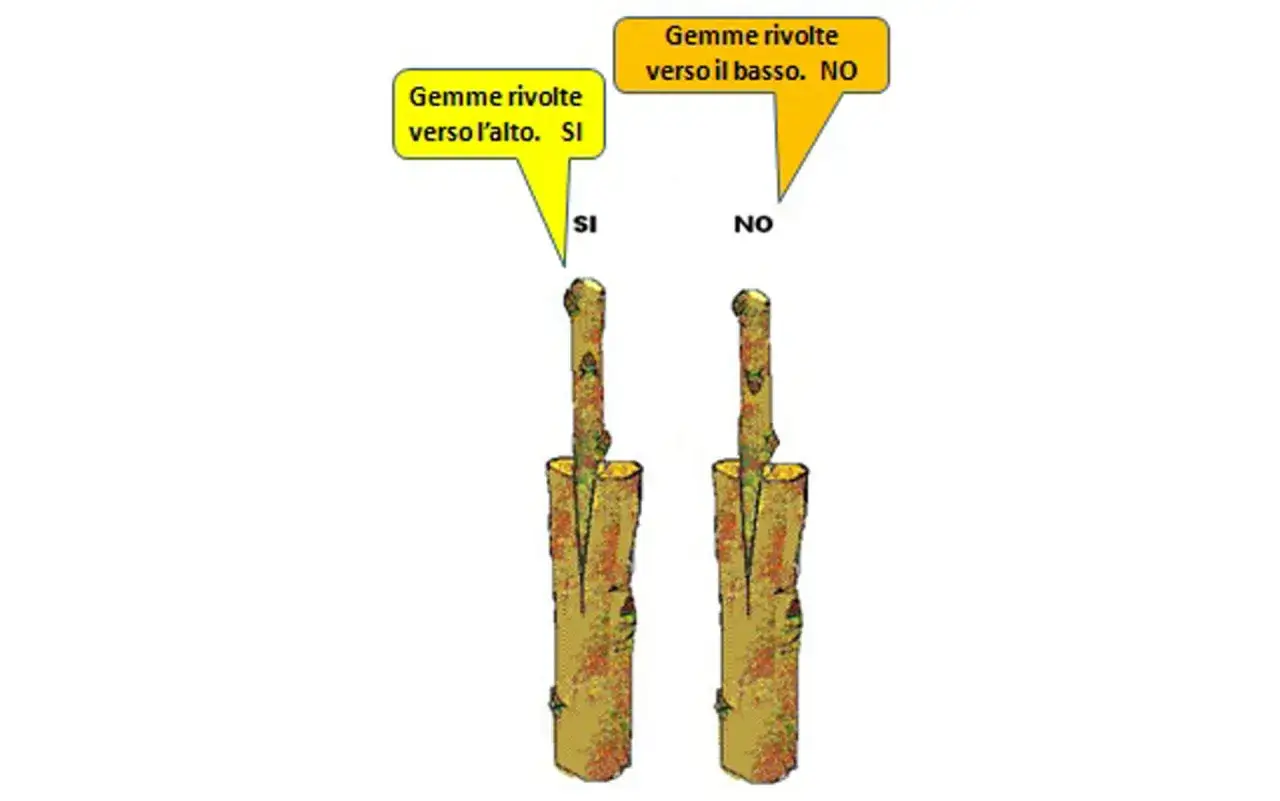Due esempi di innesti piante: uno con gemme rivolte verso l'alto (SI) e uno con gemme verso il basso (NO).