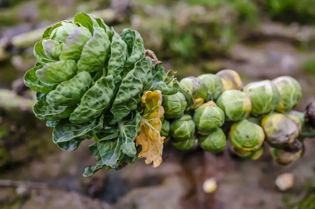 Gros plan sur une tige de choux de Bruxelles, certains bourgeons montrant des signes de maladie, avec des feuilles jaunies et des taches sombres.
