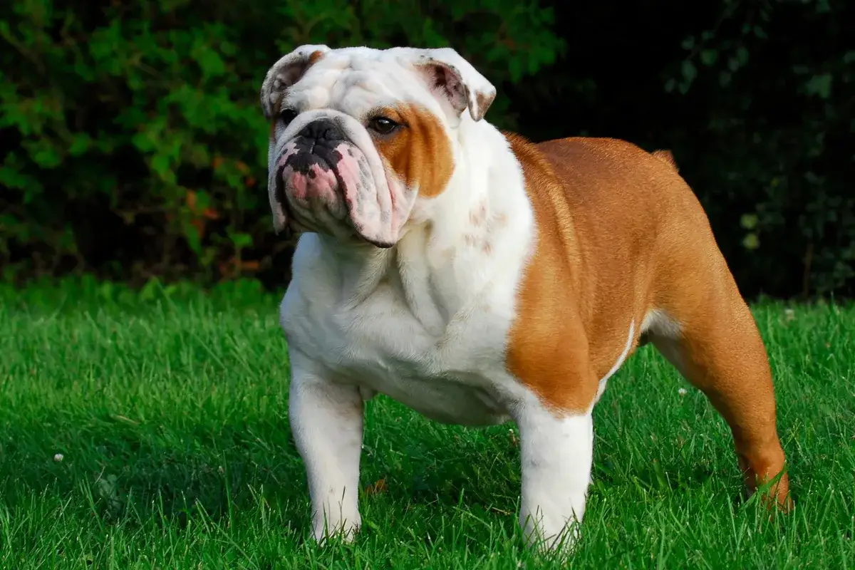 Eine stattliche englische Bulldogge steht auf gr&uuml;nem Gras.