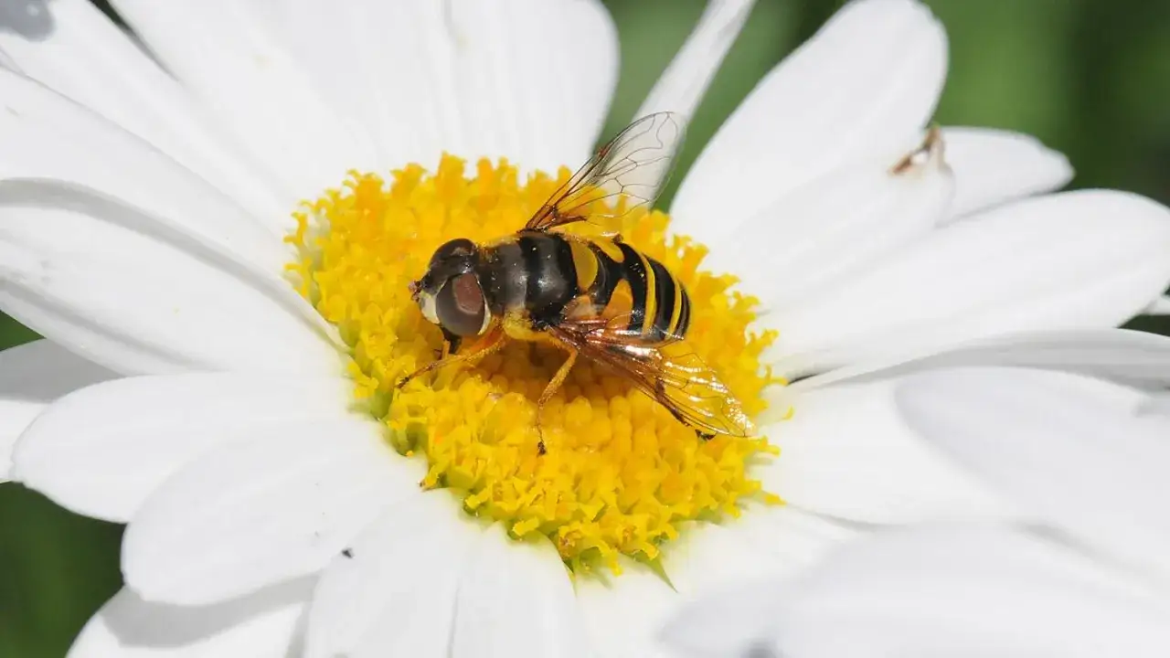 Un sirfide, che sembra un'ape ma non punge, si posa su un fiore di margherita, assorbendo nettare.