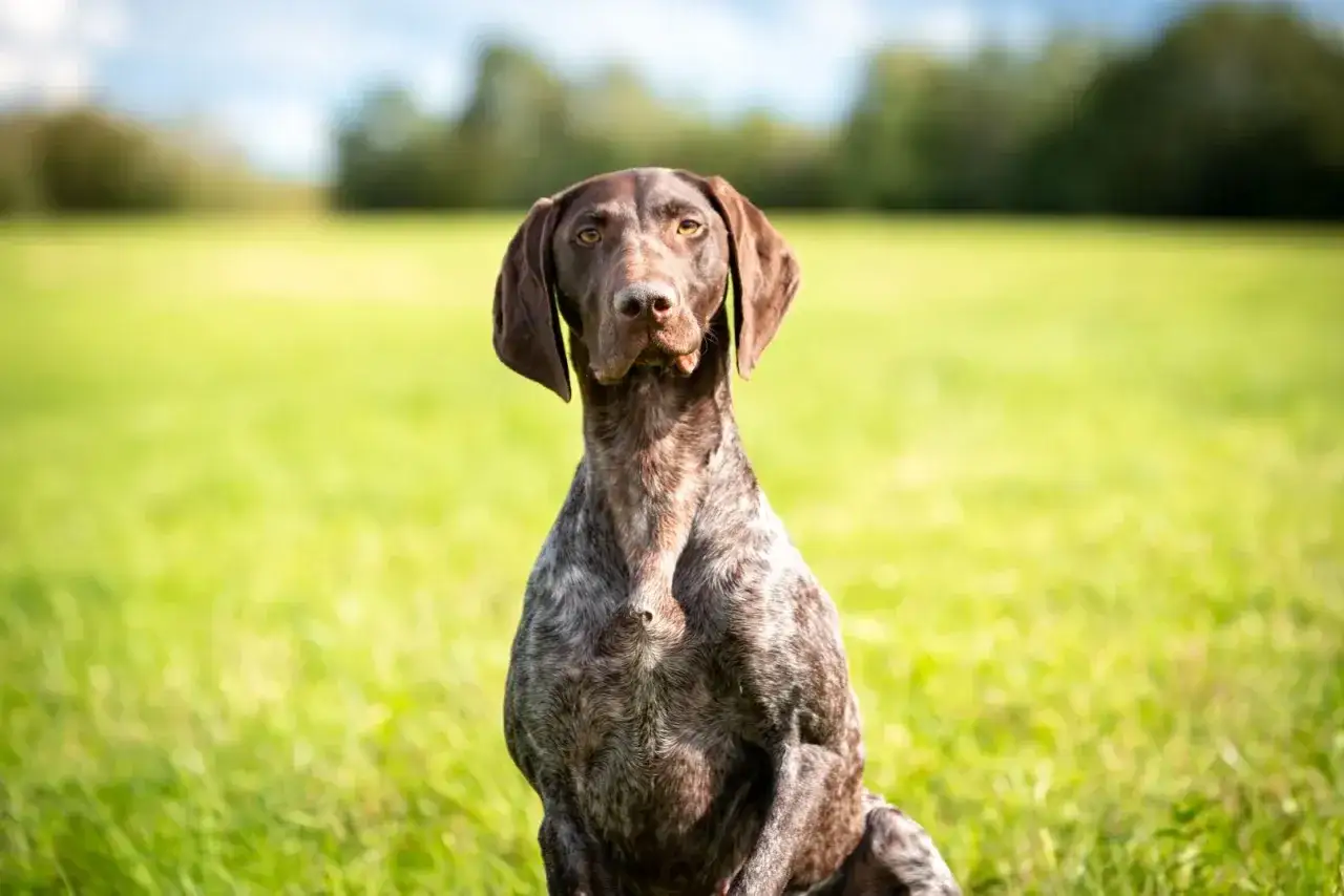 En vacker vorsteh familjehund sitter i en grönskande äng, redo för äventyr.