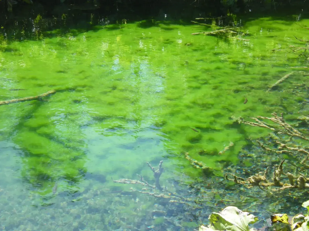 Vaste &eacute;tendue d'algues lac, d'un vert &eacute;clatant, recouvrant la surface de l'eau. Des branches immerg&eacute;es &eacute;mergent de cette nappe v&eacute;g&eacute;tale.