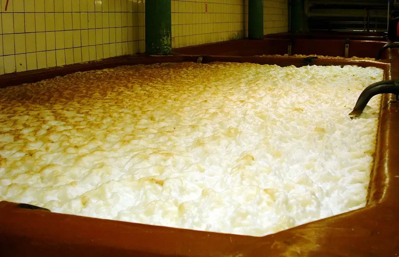 Piana piwna w kadzi fermentacyjnej. Intensywny proces g&oacute;rnej fermentacji piwa tworzy obfitą pianę, kt&oacute;ra stopniowo zmienia kolor.