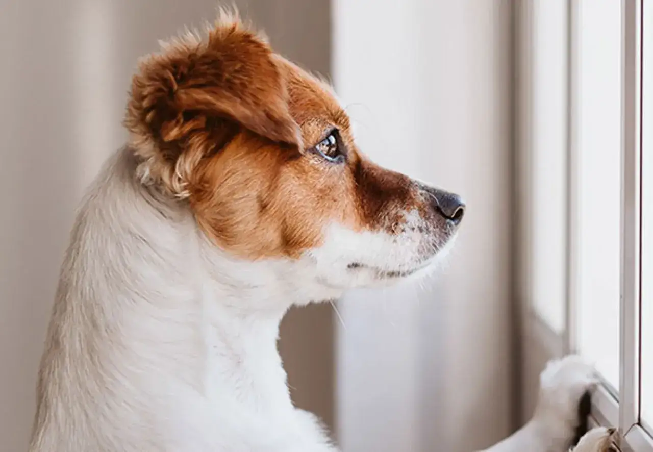 En söt hund tittar ut genom fönstret, kanske drömmer om att få låna hund.