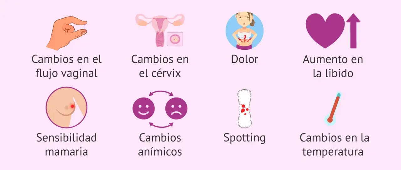 Se&ntilde;ales de cuando ovula una mujer: cambios en flujo, c&eacute;rvix, dolor, libido, sensibilidad mamaria, &aacute;nimo, spotting y temperatura.