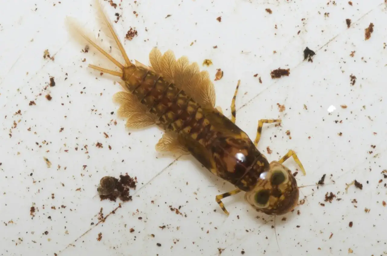 Un insecte d'étang aux branchies plumeuses et aux grands yeux verts, prêt à explorer son habitat aquatique.