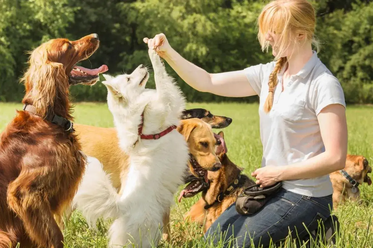 Entrenadora interact&uacute;a con varios perros en un campo verde, demostrando c&oacute;mo educar a un perro adulto con paciencia y recompensas.