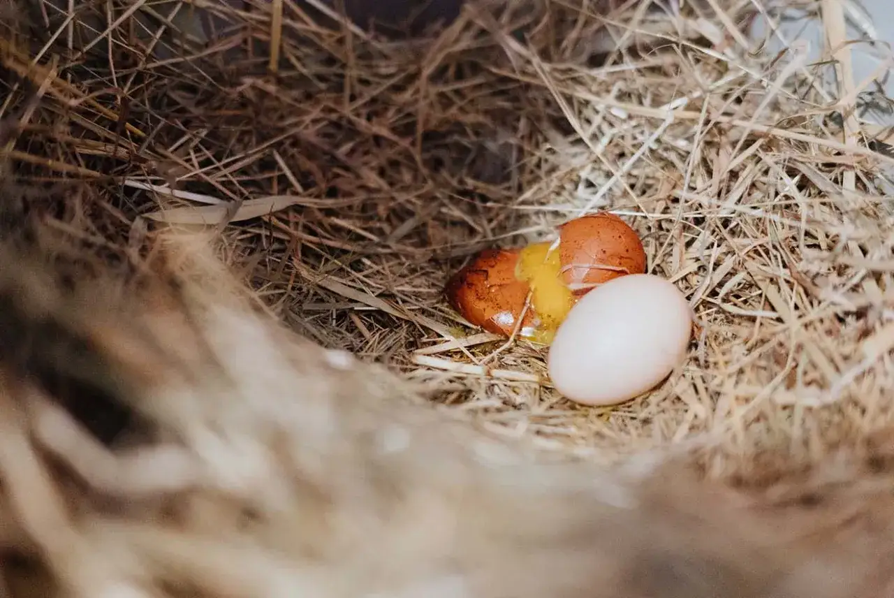 Ein zerbrochenes und ein ganzes Ei liegen im Nest. Das zerbrochene Ei zeigt den Dotter. Ein **Windei Huhn** hat vielleicht gerade sein Nest verlassen.