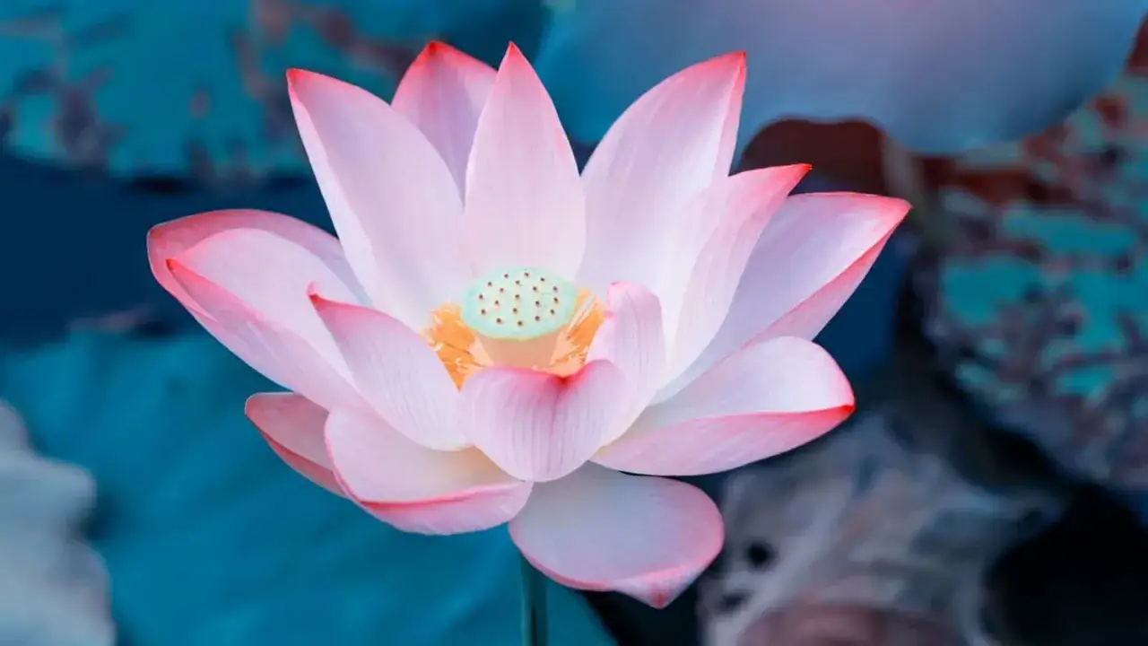 Una flor de loto rosa emerge del agua, simbolizando pureza y renacimiento. Su flor de loto significado espiritual inspira paz interior.