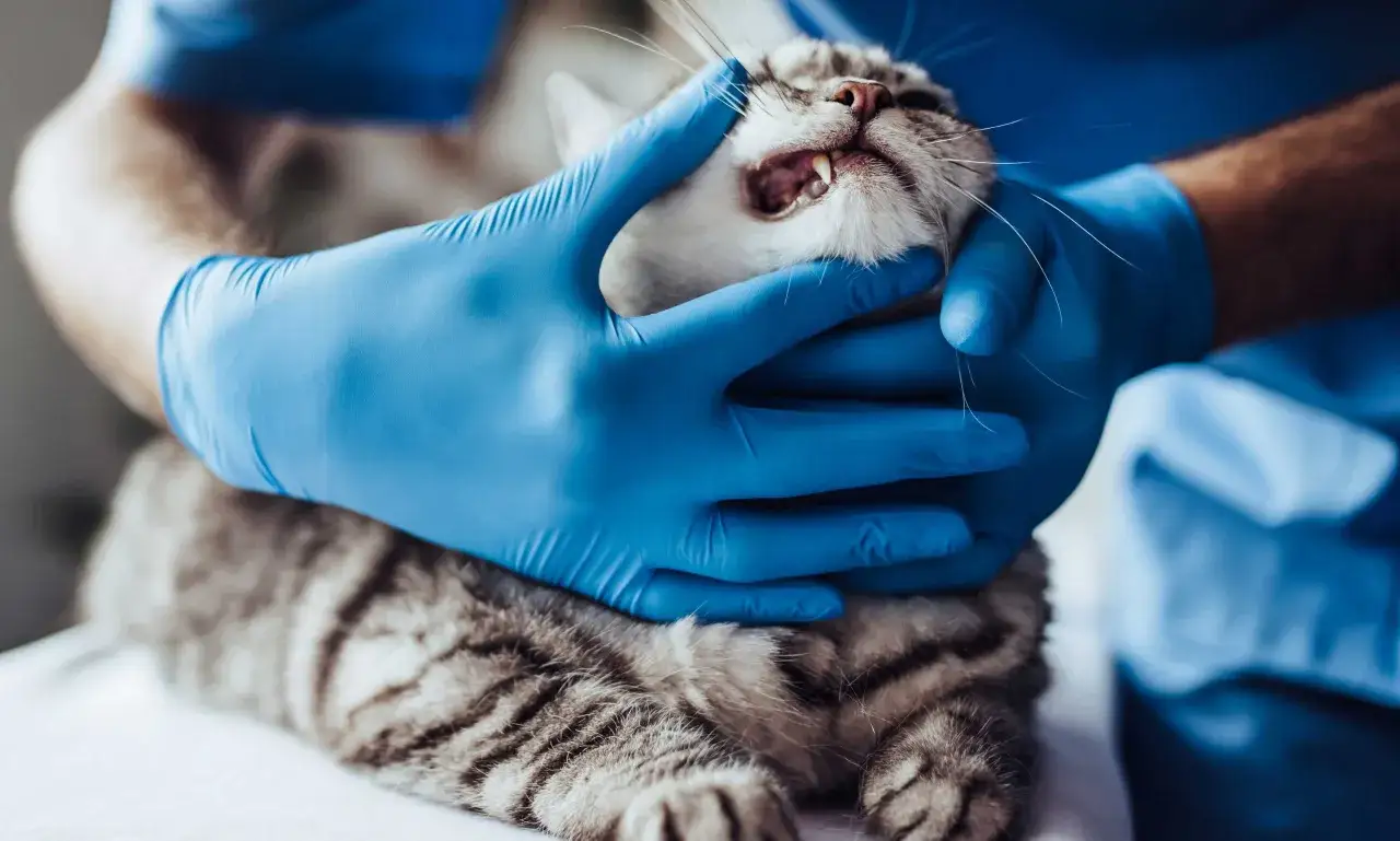 Un vétérinaire examine la bouche d'un chat tigré, peut-être pour diagnostiquer une anémie hémolytique.