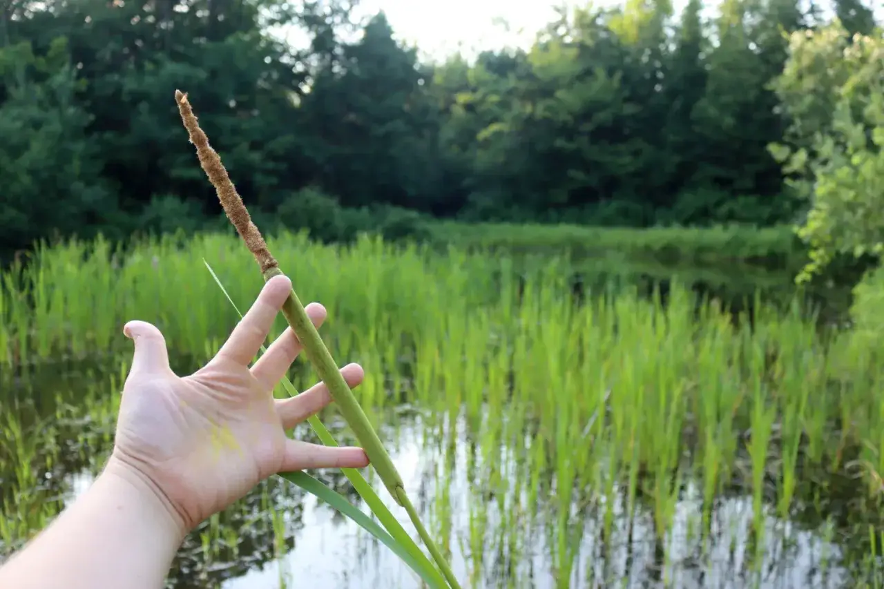 Main d'une personne tenant une plante aquatique comestible, avec un étang et des arbres en arrière-plan.