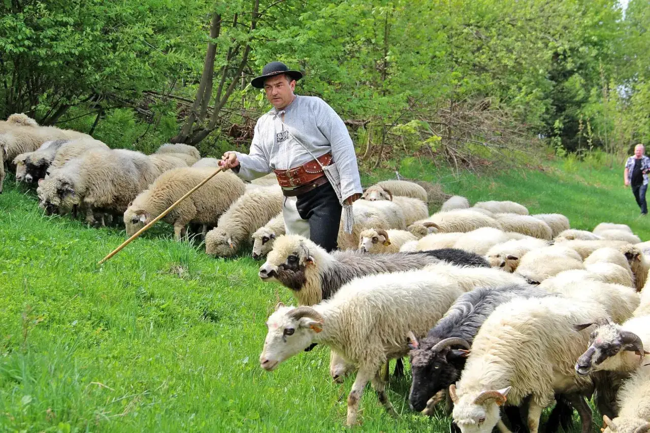 Pasterz w tradycyjnym stroju kieruje stado owiec na wypasie w górach. Zielona trawa i drzewa tworzą malowniczy krajobraz.