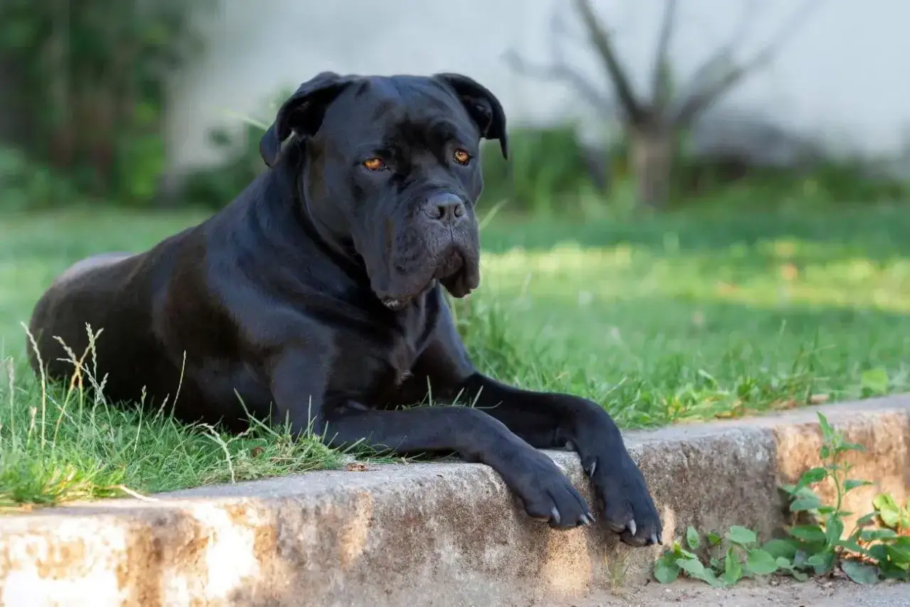 Czarny pies rasy Cane Corso leży na trawie, emanując spokojem. Jego usposobienie jest zrównoważone i pewne siebie.