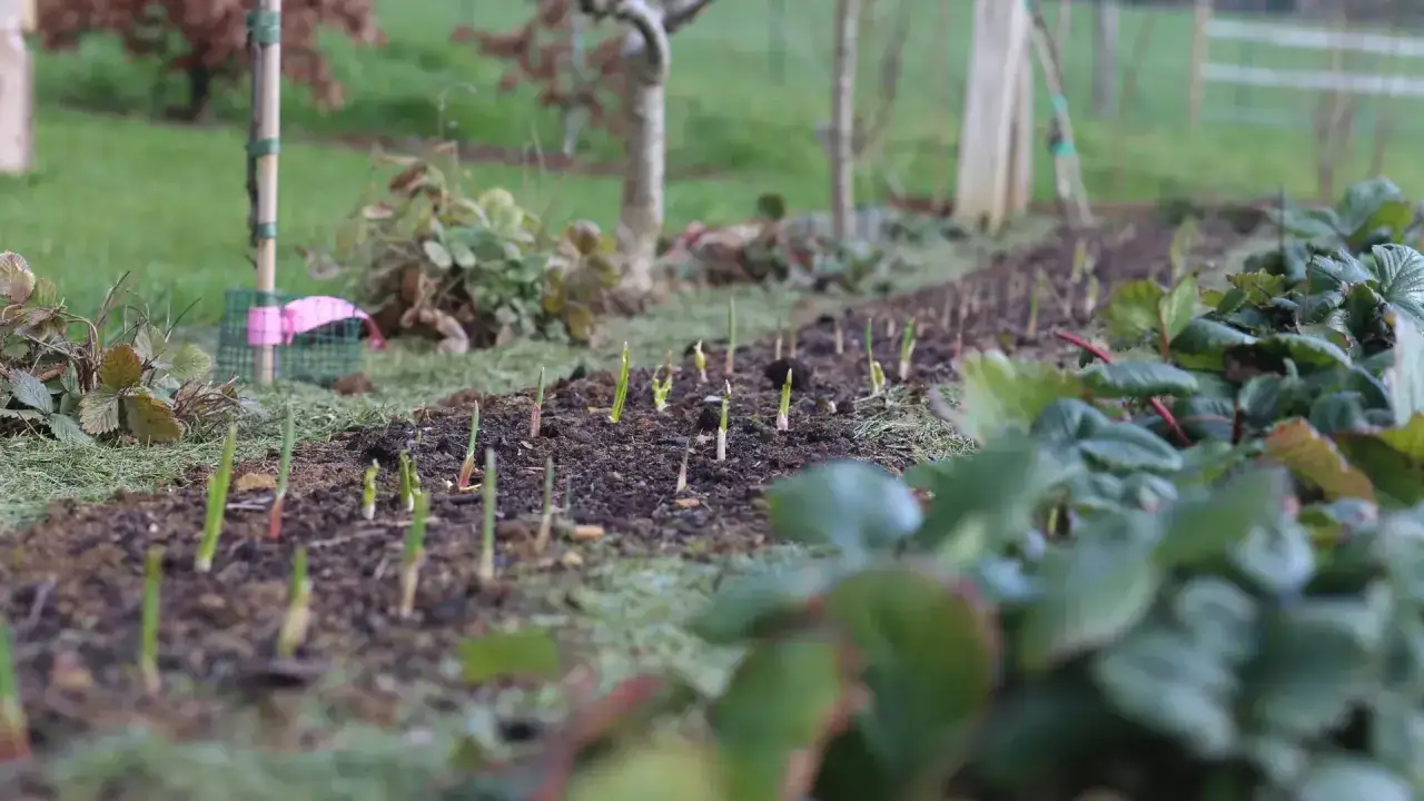 Jeunes pousses d'ail sortant de terre dans un potager, prêtes à grandir.