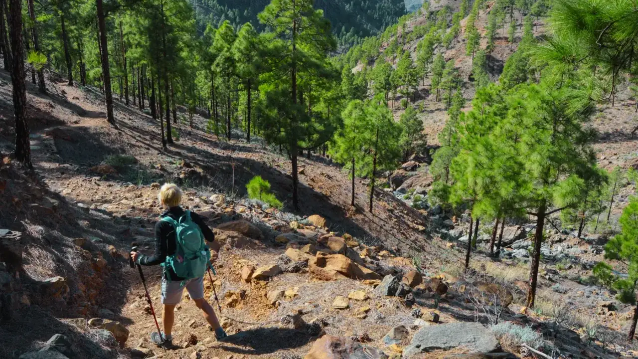 Persona camina por senderos la palma, rodeada de pinos y rocas en un paisaje montañoso.