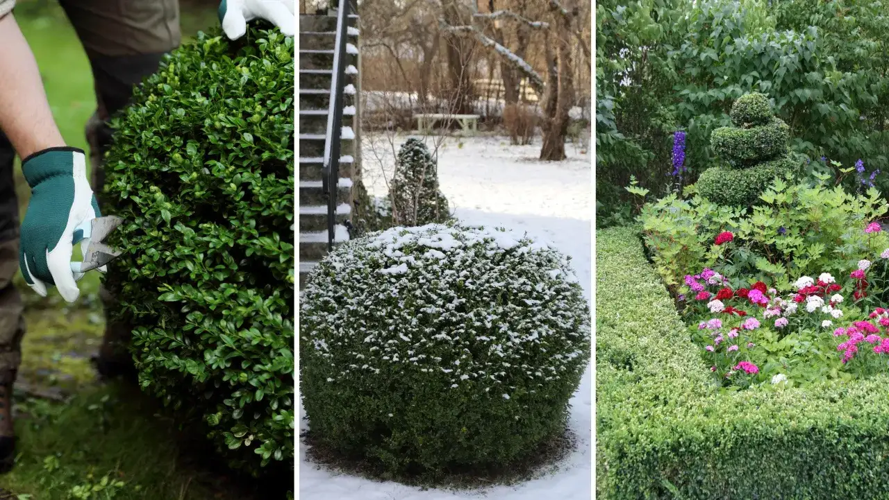 Buxbom i olika skepnader: beskärning, snötäckt och i blommig rabatt. Hoppas på att undvika buxbom sjukdom.