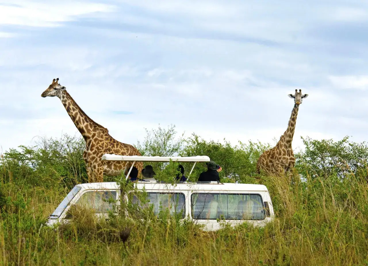 Zwei Giraffen stehen neben einem offenen Safari-Fahrzeug mit Touristen in Afrika.