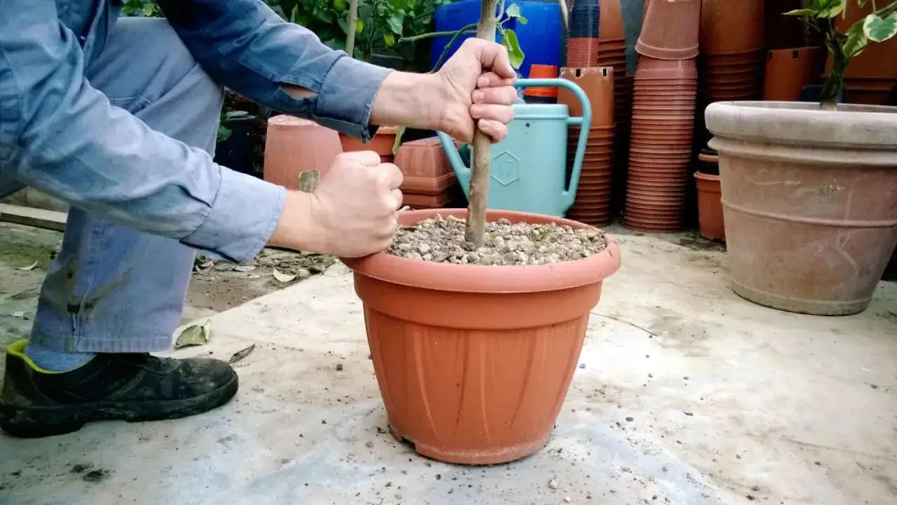 Mani che afferrano il fusto di un limone per travasarlo in un nuovo vaso.