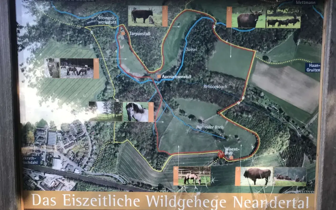 Karte des Eiszeitlichen Wildgeheges Neandertal. Wanderwege f&uuml;hren vorbei an Steinzeitwerkstatt, Tarpanstall und Auerochsenstall. Bilder zeigen Wisente und Pferde.