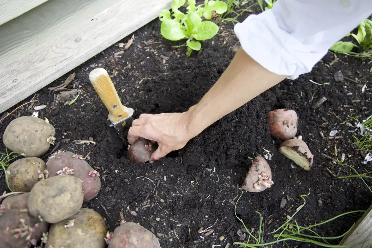 Main d'un jardinier plantant une pomme de terre dans le potager. Des tubercules germés sont prêts à être semés.