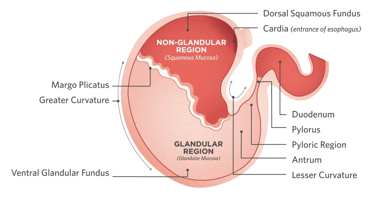 Anatomie de l'estomac du cheval, montrant les régions glandulaire et non glandulaire. Une zone non protégée peut mener à un ulcère cheval.
