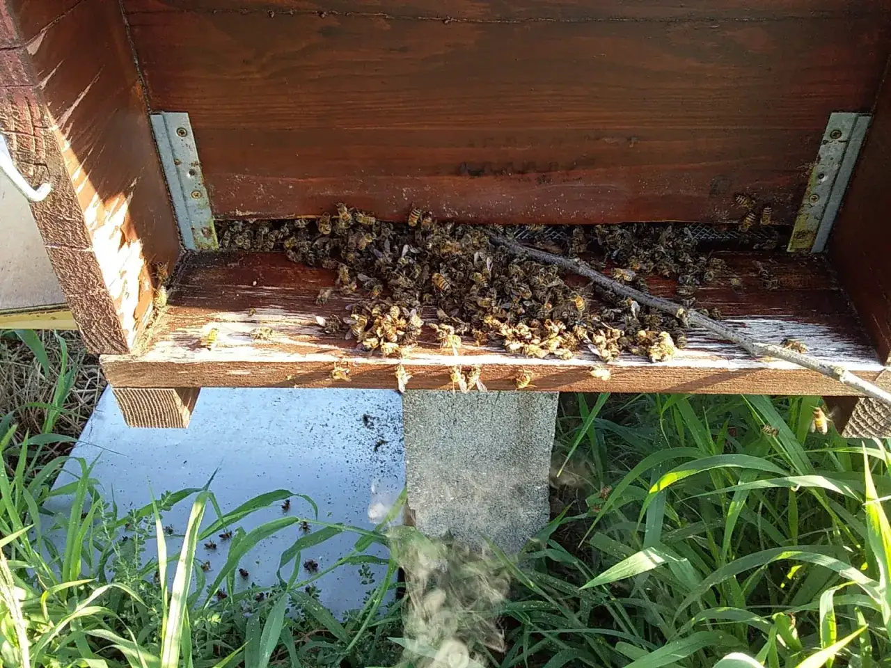 Ingresso di un'arnia con molte api morte, segno di una moria delle api. Alcune api vive si muovono tra i loro compagni caduti.