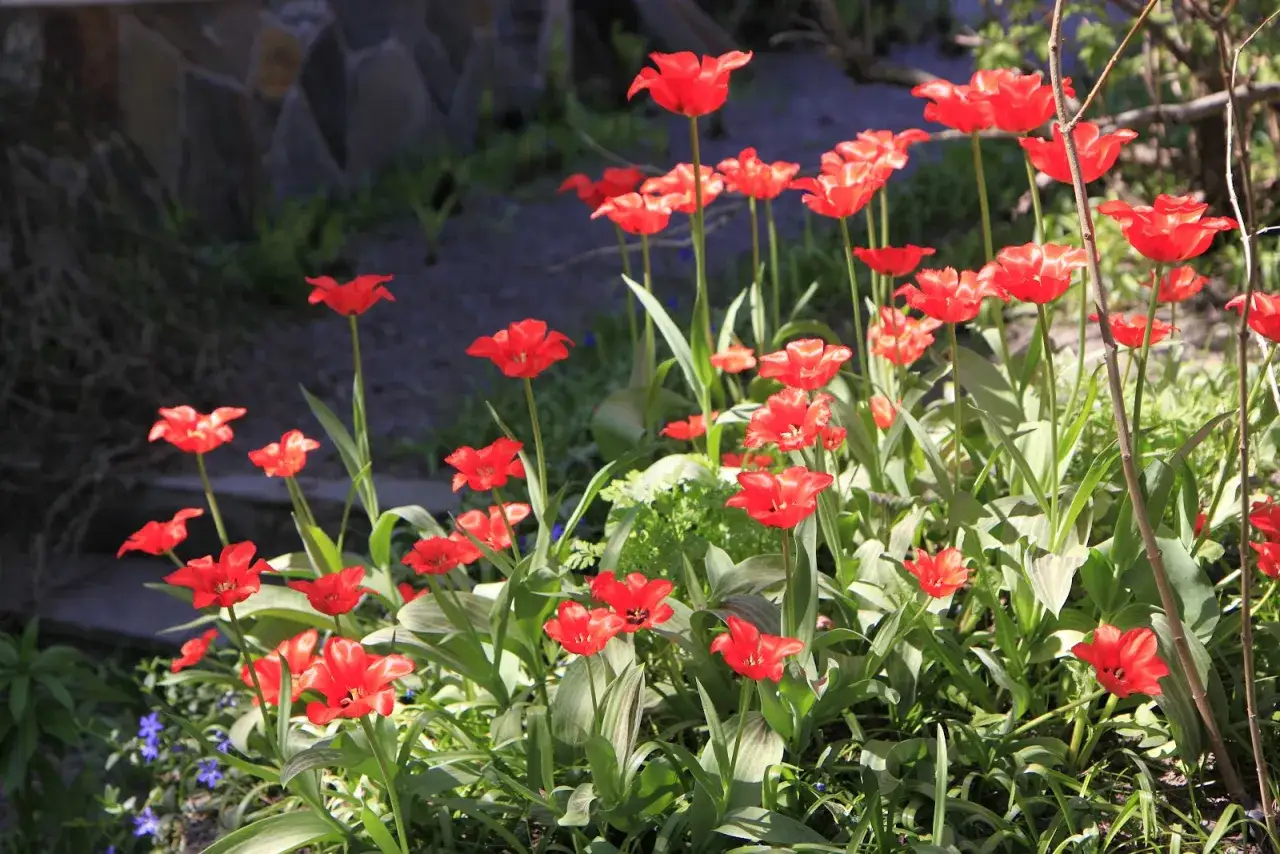 En rabatt med röda tulpaner som trivs i den kalkrika jorden. Solen lyser på blommorna.