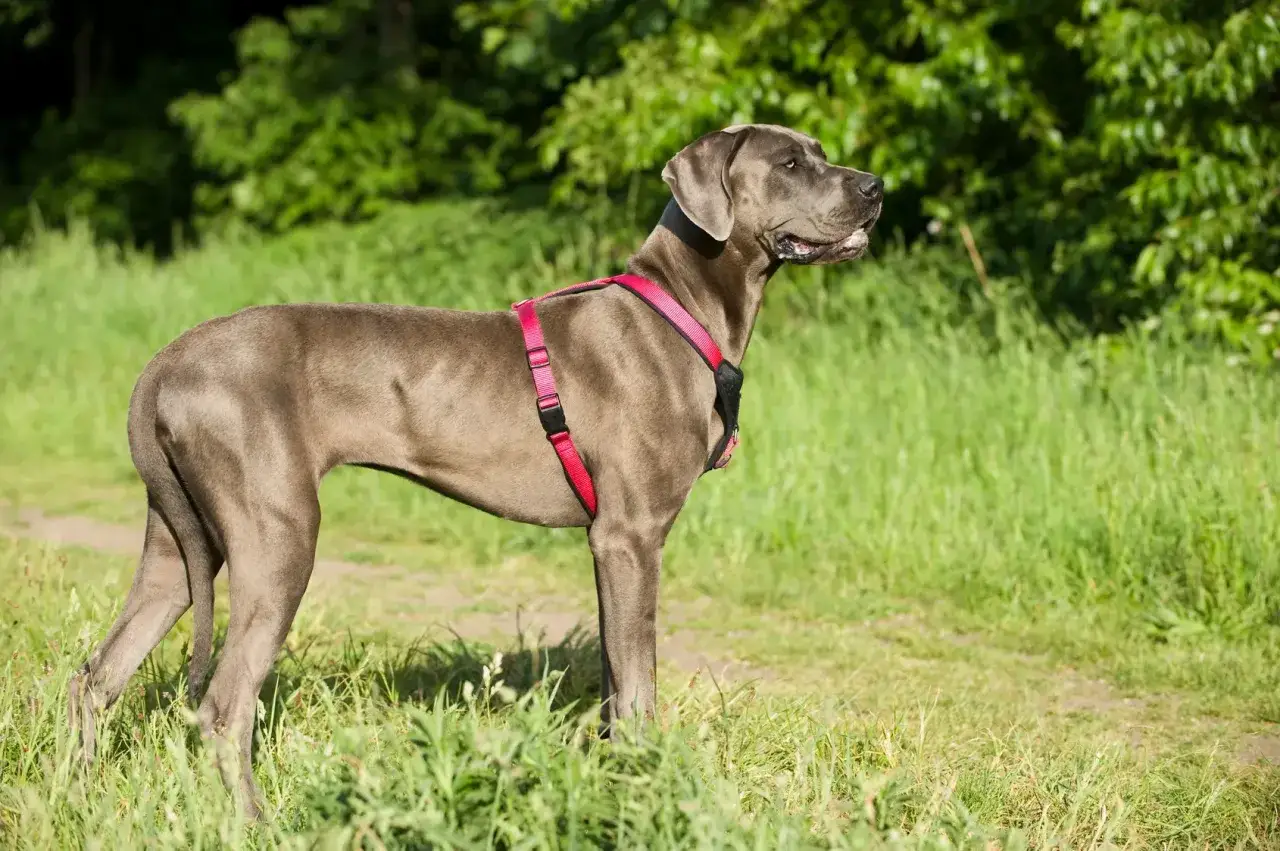Szary dog niemiecki w czerwonej uprzęży stoi na trawie. Widać jego smukłą sylwetkę i charakterystyczną głowę.