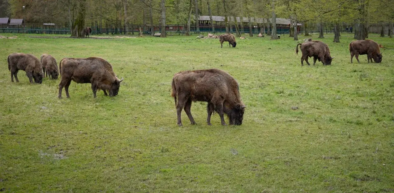 Żubry pasące się na łące w Białowieży. To jedne z głównych atrakcji tego miejsca.