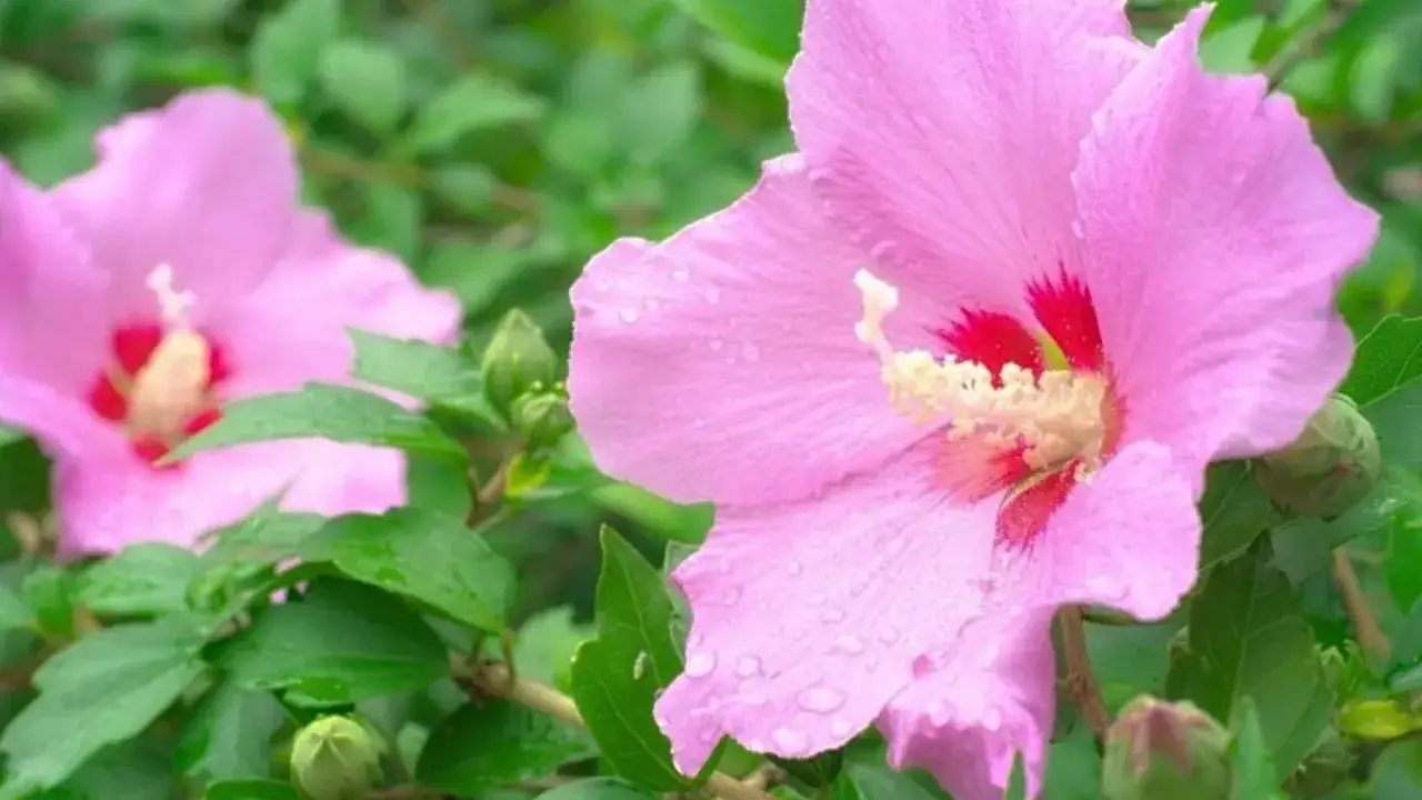 Różowy hibiskus krzew z kroplami deszczu na płatkach.