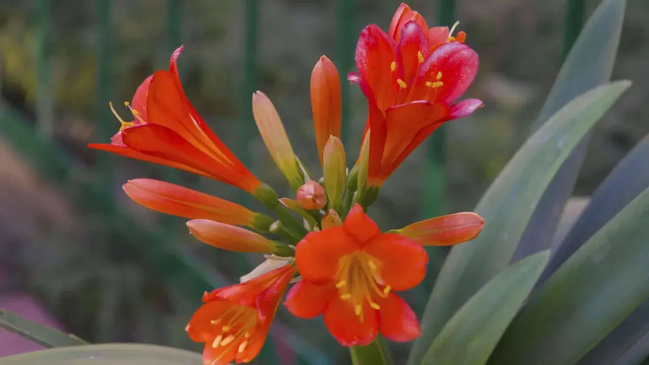 Leuchtend orangefarbene Klivie-Blüten mit gelben Staubgefäßen und grünen Blättern. Bald ist es Zeit, die Klivie umtopfen.