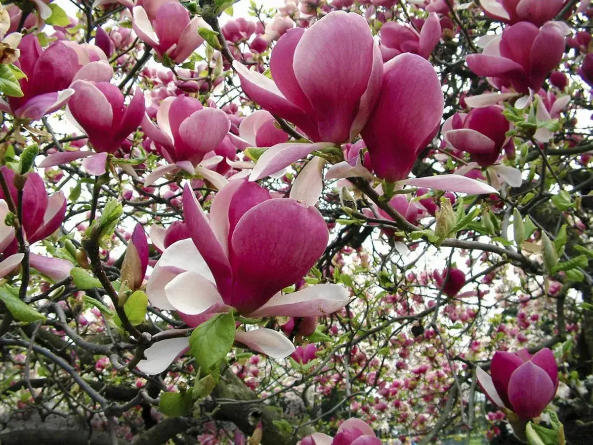 Magnolie w odcieniach r&oacute;żu i fioletu, jedne z najpiękniejszych magnolii odmian, kwitną obficie na gałęziach.