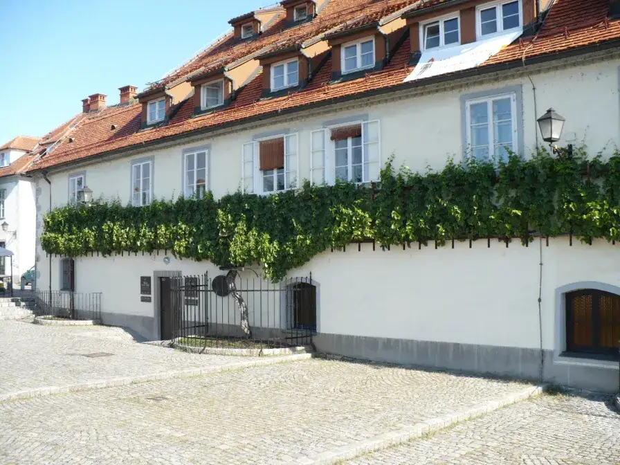 Stara trta Maribor, najstarsza winorośl świata