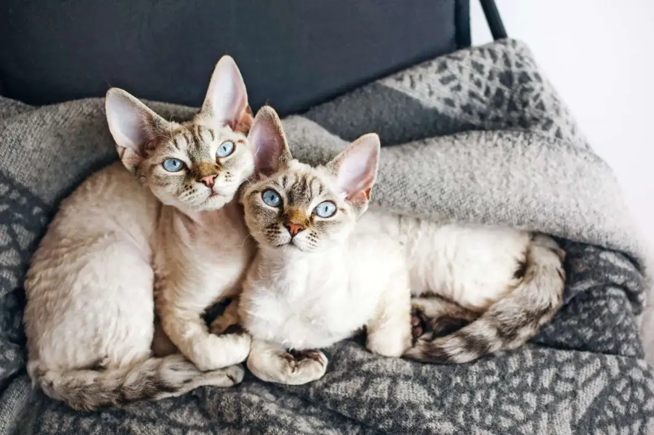 Dwa urocze koty rasy devon rex z niebieskimi oczami przytulają się na szarym kocu.