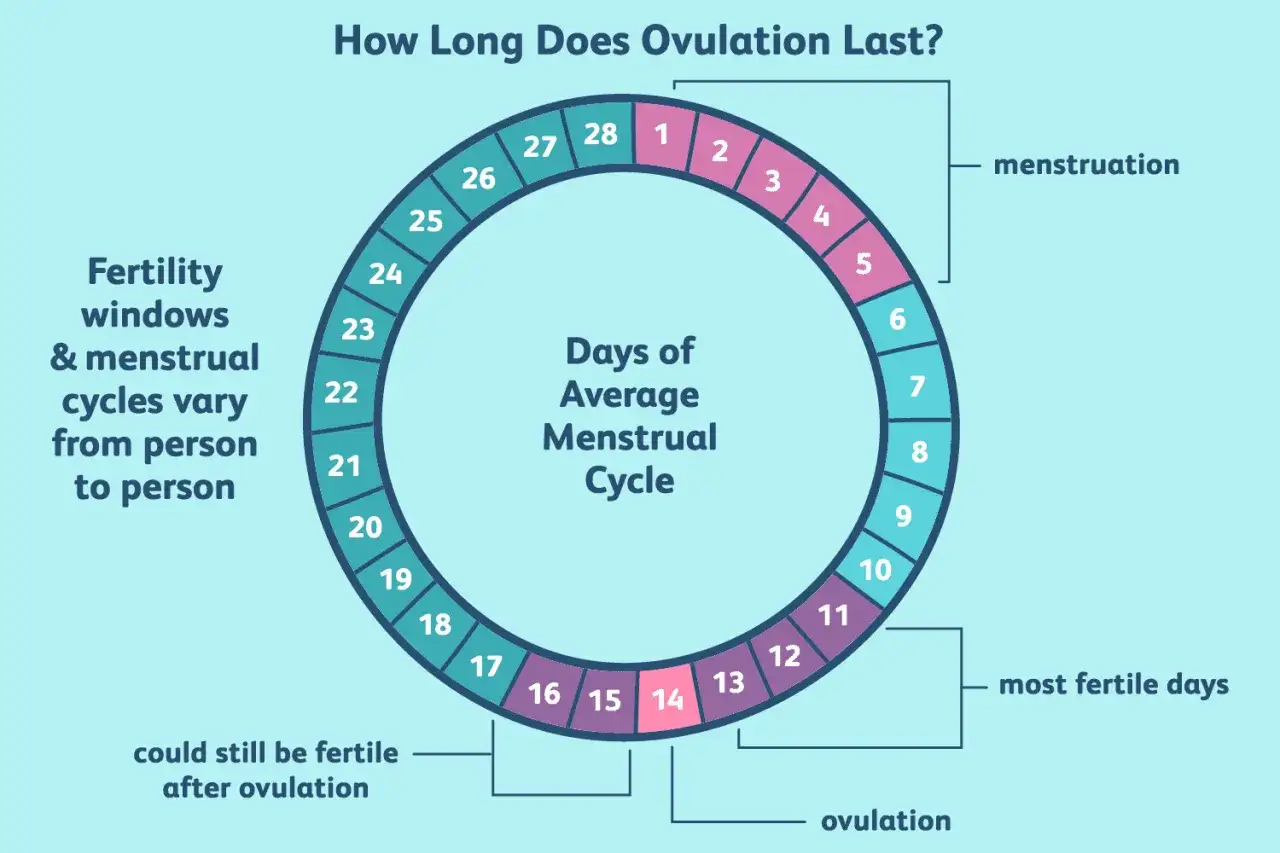 Ciclo mestruale: come calcolare il periodo fertile. La grafica mostra i giorni del ciclo medio, indicando mestruazione, ovulazione e giorni pi&ugrave; fertili.