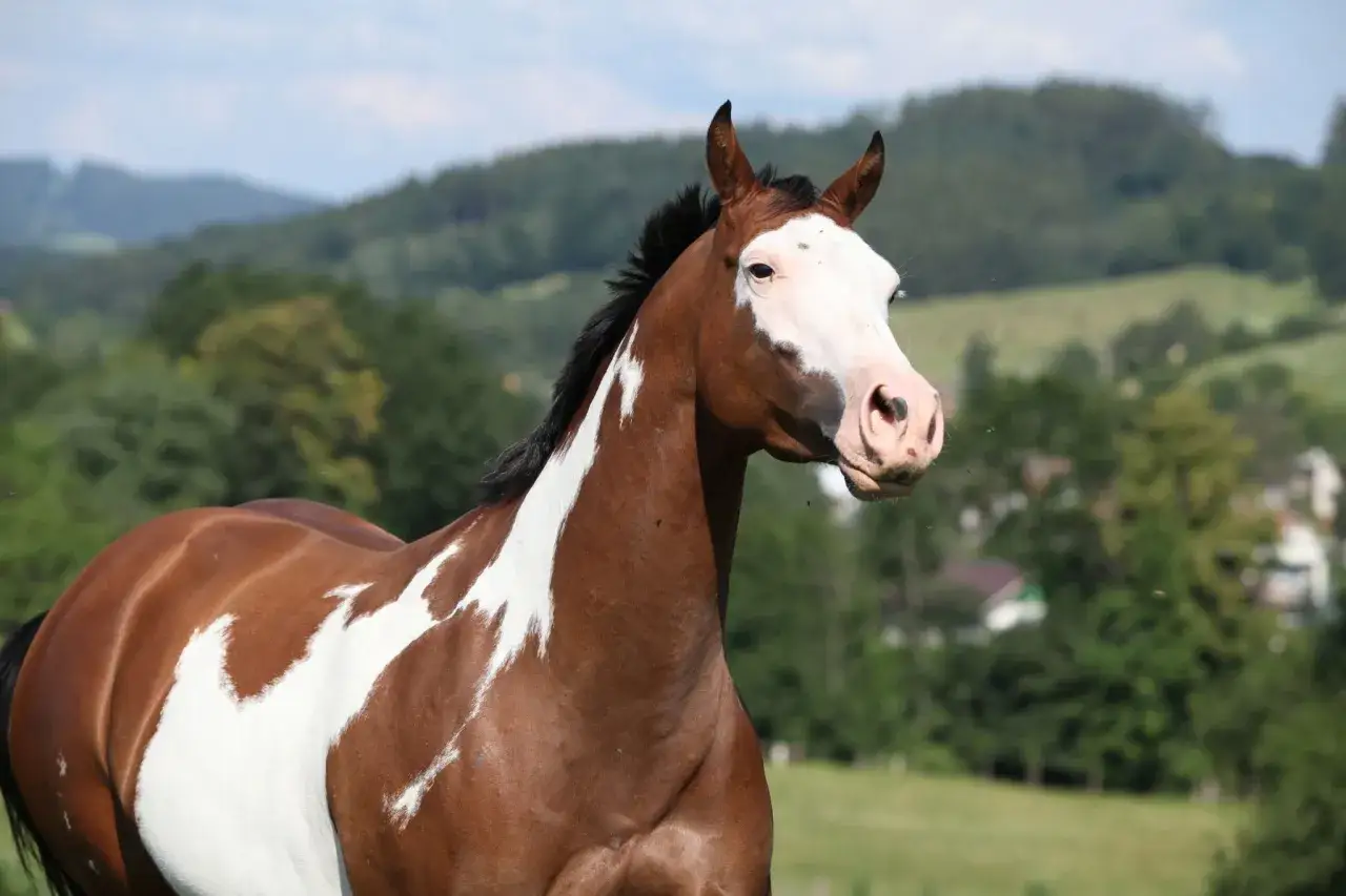 Magnifique étalon Paint Horse aux robes tachetées, se tenant fièrement dans un paysage verdoyant.