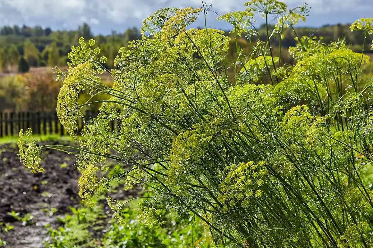 Üppiger Dill blüht im Garten. Der ideale dill standort ist sonnig und geschützt.