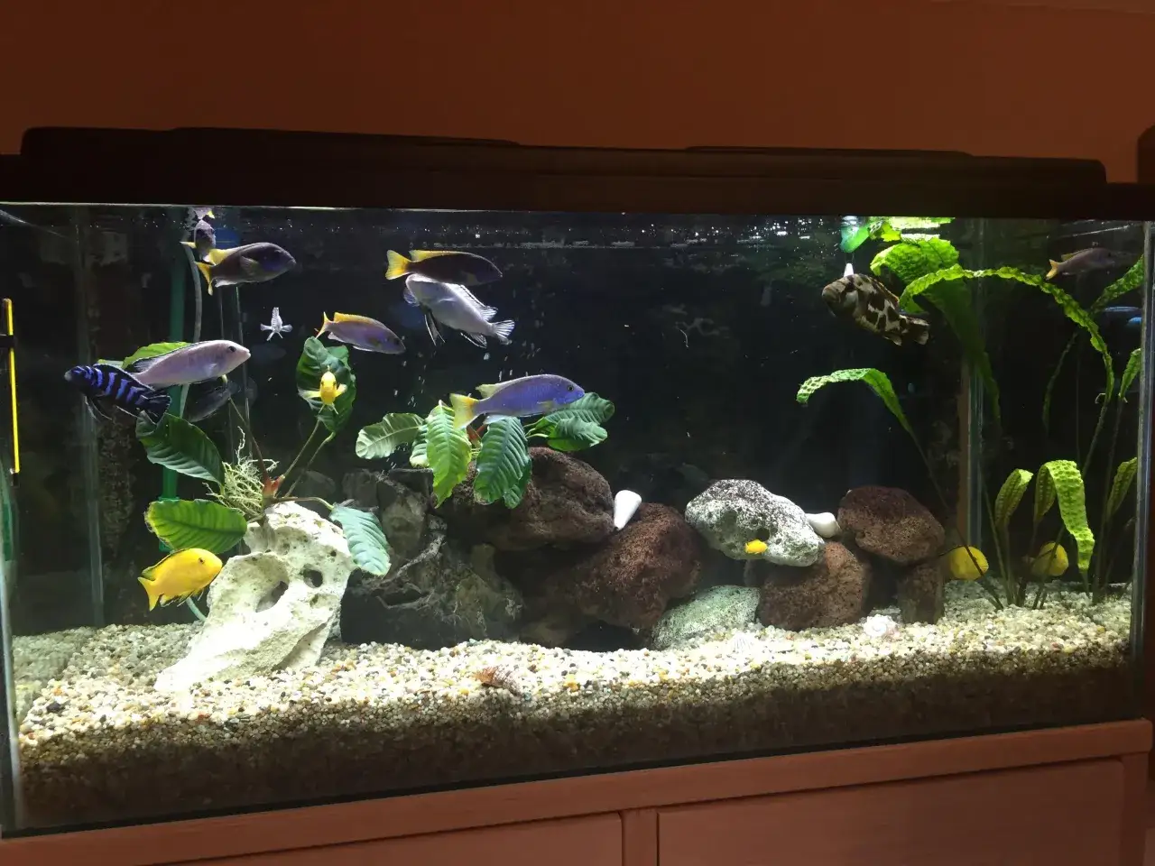 filtr kubełkowy akwarium 200l